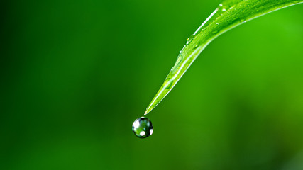 Macro shot of water drop over the green grass leaf , relaxation with water ripple drops concept