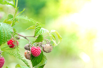 Ripe raspberry in the fruit garden. Raspberry bushes with ripe berries