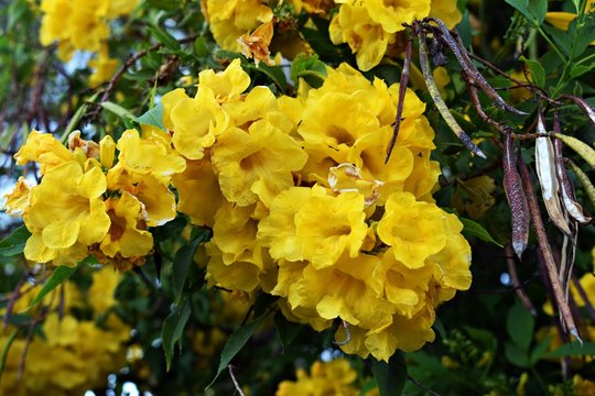 Yellow flowers of Golden Trumpet tree, in the garden. Botanical names Handroanthus chrysotrichus or Tabebuia chrysotricha, is a semi-evergreen, semi-deciduous tree in the family Bignoniaceae.