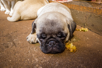 Pug puppies lying on the cement floor sleeping