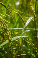 Close up view of a long dark green leave with water drops