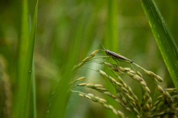 Close up of a grasshopper standing over a green wheat branch with green blurred background and copy space