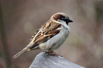 Eurasian Sparrow