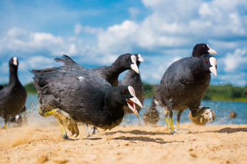 Doves peck. A flock of birds is hunting for food. Birds are running along the beach. Birds by the water.