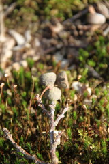 Green star moss in the forest during spring time