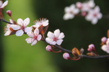 Naklejka na ściany i meble Orchard tree blossom pollinate by a bee