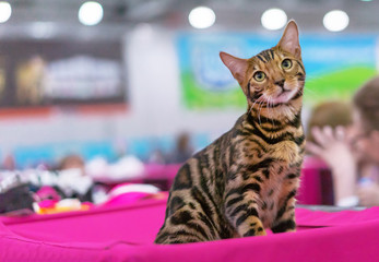 Tabby bengal kitten with green eyes. Portrait of a shorthair bengal cat.