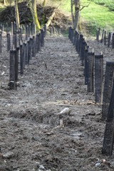 Obraz premium Black plastic protection tube young poplar tree plantation