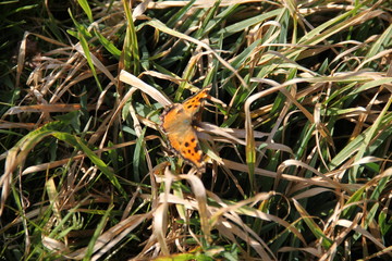 Polygonia c-album comma butterfly in the meadow