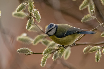 Blue tit