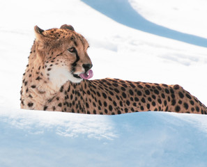 Gorgeous Cheetah