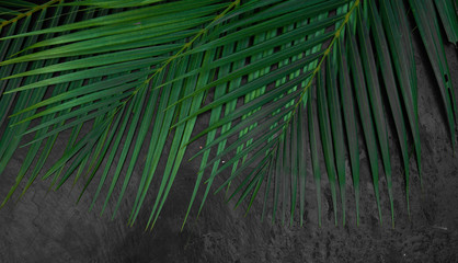 Dark green tropical palm leaves mockup on natural black stone background with copyspace top view. Leave frame made of exotic palm tree