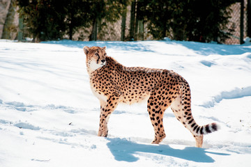 Fastest land animal in the planet