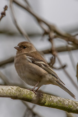 Chaffinch