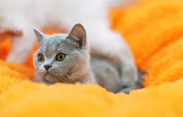 Naklejka premium Little gray british kitten on an orange background.
