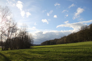 Fototapeta premium Green grass meadow and forest during springtime