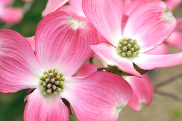 Pink Flowering Dogwood detail. Macro of bracts and flower buds.