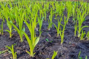 Young green sprouts of flowers grow in the ground of a sunny garden. Spring flowers. Green leaves of young plants.