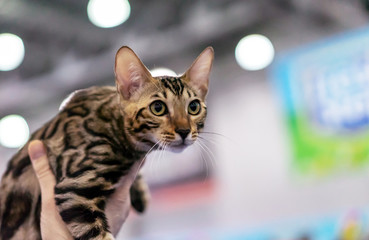 Tabby bengal kitten with green eyes. Portrait of a shorthair bengal cat.
