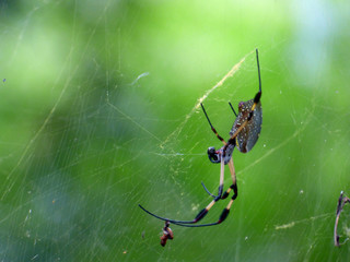 La araña bananera (Phoneutria nigriventer)