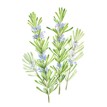 watercolor rosemary branches