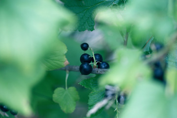 Branch of black currant in the garden
