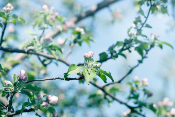 flowering spring trees.Spring blossom background.