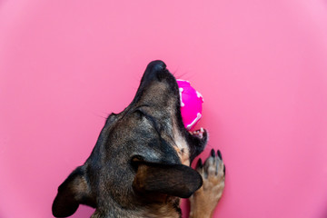 close-up happy mongrel dog plays with pink toy ball on pink background