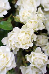 Fresh roses. Bouquet of white flowers