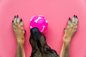 Close up happy dog looks at pink ball on pink background