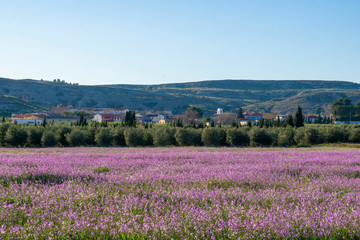 field of flowers