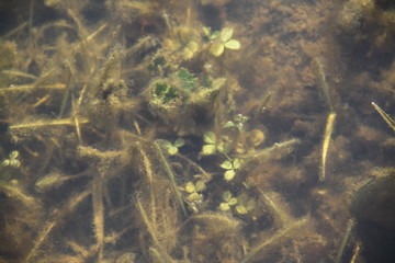 Algae in water puddles during spring time