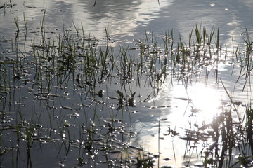 Green grass under a puddle water flood