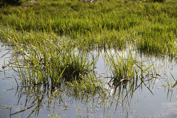 Green grass under a puddle water flood