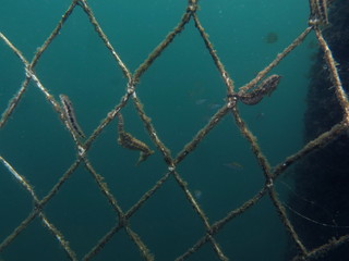 Pair, couple of sea horses clinging at the shark net of Manly Cove Beach