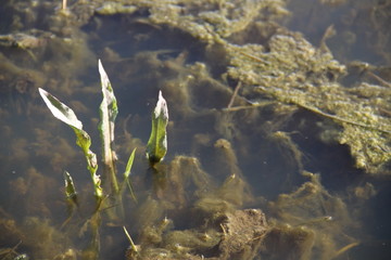 Algae in water puddles during spring time