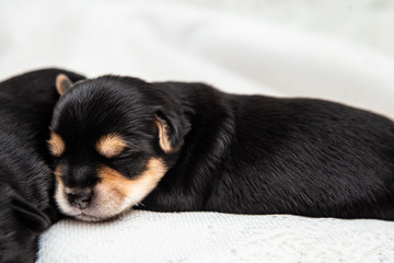 a small black Yorkshire Terrier puppy sleeps on a white blanket