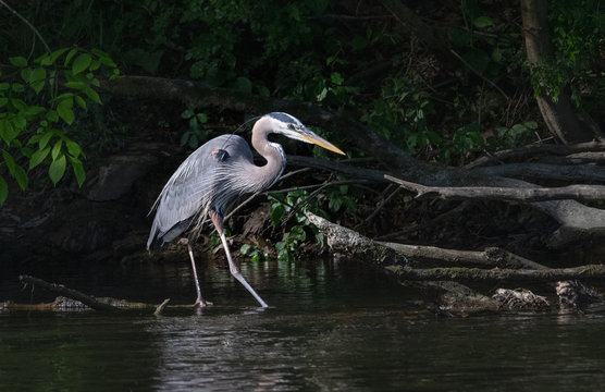 Blue Heron Stalking Its Prey