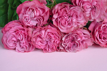Large beautiful delicate pink homemade roses on a pink background. Declaration of love. A romantic gift for your beloved.