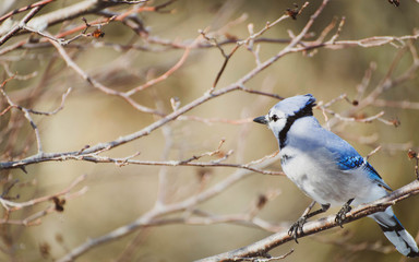Blue Jays