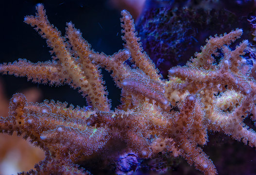 Seriatopora yellow bird nest coral in marine aquarium