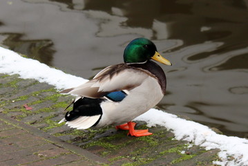 Duck in front of water sprinkled with snow