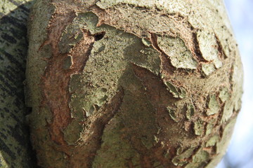 Wart protuberance on a forest tree trunk