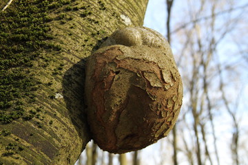 Wart protuberance on a forest tree trunk