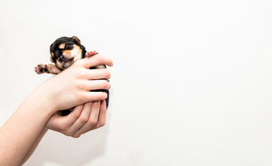 a small black Yorkshire Terrier puppy in the hands on a white background