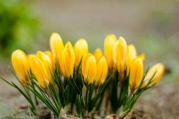 Yellow crocuses close-up. Selective focus. The first spring flowers.