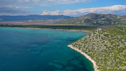 Aerial drone photo of beautiful turquoise beach and rare pine tree forest of Shinias area of Attica a natural preserve, Greece