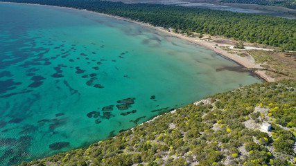 Obraz premium Aerial drone photo of beautiful turquoise beach and rare pine tree forest of Shinias area of Attica a natural preserve, Greece