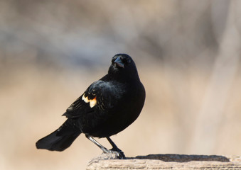 Black Bird