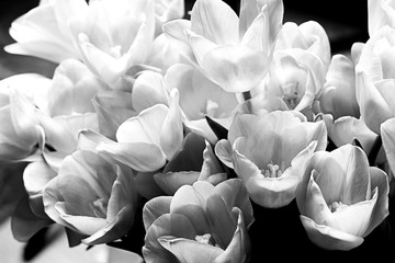 White tulips on a black background. Spring flowers. Bright, contoured light. Black and white photo.